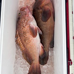 12月25日（木）午前便・泳がせ釣りの写真その5