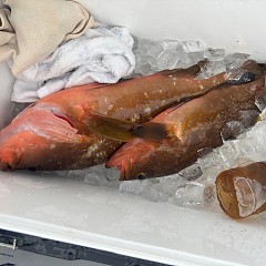 12月25日（木）午前便・泳がせ釣りの写真その6