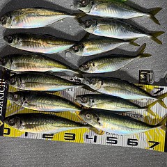 12月25日（木）午後便・アジ釣りの写真その4