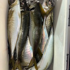 12月25日（木）午後便・アジ釣りの写真その5