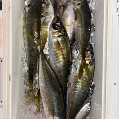 12月25日（木）午後便・アジ釣りの写真その6