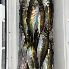 12月25日（木）午後便・アジ釣りの写真その7