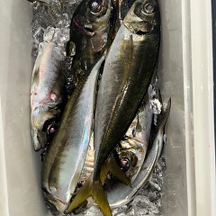 12月25日（木）午後便・アジ釣りの写真その10