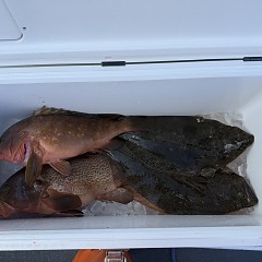 12月27日（土）午前便・泳がせ釣りの写真その7