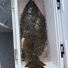 12月27日（土）午前便・泳がせ釣りの写真その8