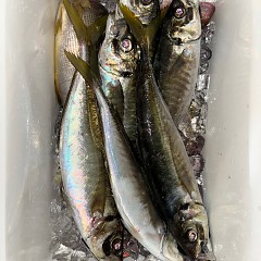 12月27日(土)午後便・アジ釣りの写真その3