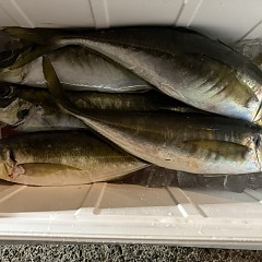 12月27日(土)午後便・アジ釣りの写真その5