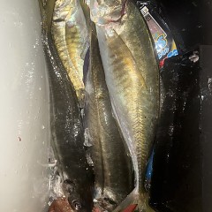 12月27日(土)午後便・アジ釣りの写真その6