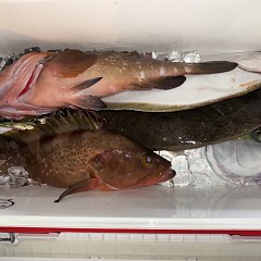 12月 28日（日）午後便・泳がせ釣りの写真その8
