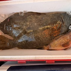 12月 28日（日）午後便・泳がせ釣りの写真その9