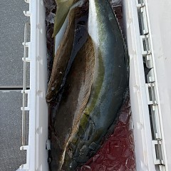 12月 28日（日）午後便・泳がせ釣りの写真その11