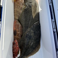 12月 28日（日）午前便・泳がせ釣りの写真その8