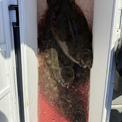 12月 28日（日）午前便・泳がせ釣りの写真その10