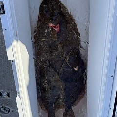 12月 28日（日）午前便・泳がせ釣りの写真その11