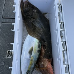 12月 28日（日）午前便・泳がせ釣りの写真その12