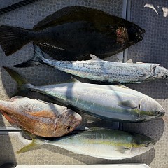 12月 31日(水)午前便・泳がせ釣りの写真その11
