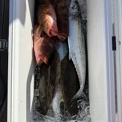 12月 31日(水)午前便・泳がせ釣りの写真その12