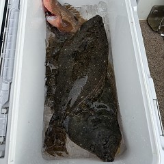 12月29日（月）泳がせ釣りの写真その10