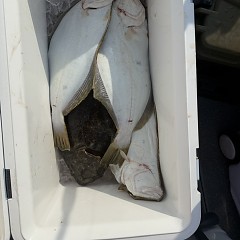 12月29日（月）泳がせ釣りの写真その11