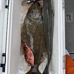 12月29日（月）泳がせ釣りの写真その12