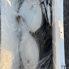 1月5日（月）一日便泳がせ釣りの写真その5