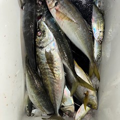 1月6日（火）午後便・アジ釣りの写真その2