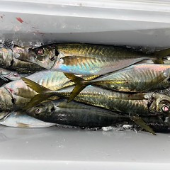 1月6日（火）午後便・アジ釣りの写真その3