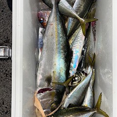 1月6日（火）午後便・アジ釣りの写真その4