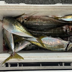 1月6日（火）午後便・アジ釣りの写真その5