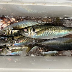 1月6日（火）午後便・アジ釣りの写真その6