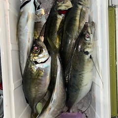 1月6日（火）午後便・アジ釣りの写真その7