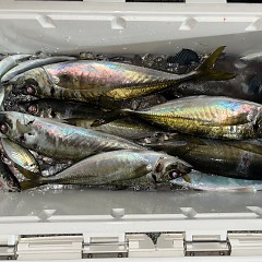 1月6日（火）午後便・アジ釣りの写真その8