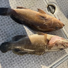 1月 7日（水）一日便・泳がせ釣りの写真その9