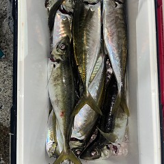 1月8日（木）午後便・アジ釣りの写真その1