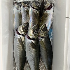 1月8日（木）午後便・アジ釣りの写真その2