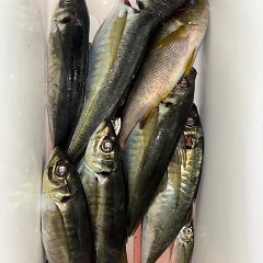 1月8日（木）午後便・アジ釣りの写真その3