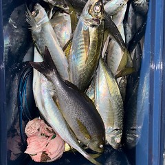 1月9日（金）午後便・アジ釣りの写真その5