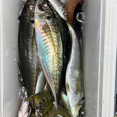 1月9日（金）午後便・アジ釣りの写真その6