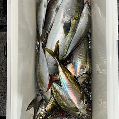 1月9日（金）午後便・アジ釣りの写真その7