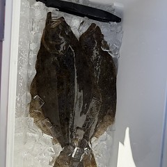 1月11日（日）午前便・泳がせ釣りの写真その10