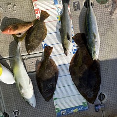 1月 13日（火）一日便・泳がせ釣りの写真その10