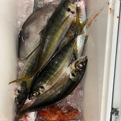 1月15日（木）午後便・アジ釣りの写真その4