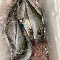 1月15日（木）午後便・アジ釣りの写真その5