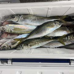 1月18日（日）午後便・アジ釣りの写真その6