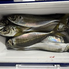 1月18日（日）午後便・アジ釣りの写真その9