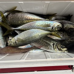 1月18日（日）午後便・アジ釣りの写真その10