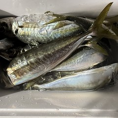 1月18日（日）午後便・アジ釣りの写真その11