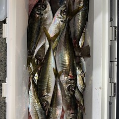 1月19日（月）午後便・アジ釣りの写真その6