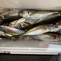 1月19日（月）午後便・アジ釣りの写真その7