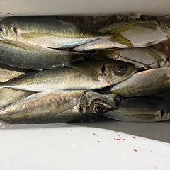 1月19日（月）午後便・アジ釣りの写真その8